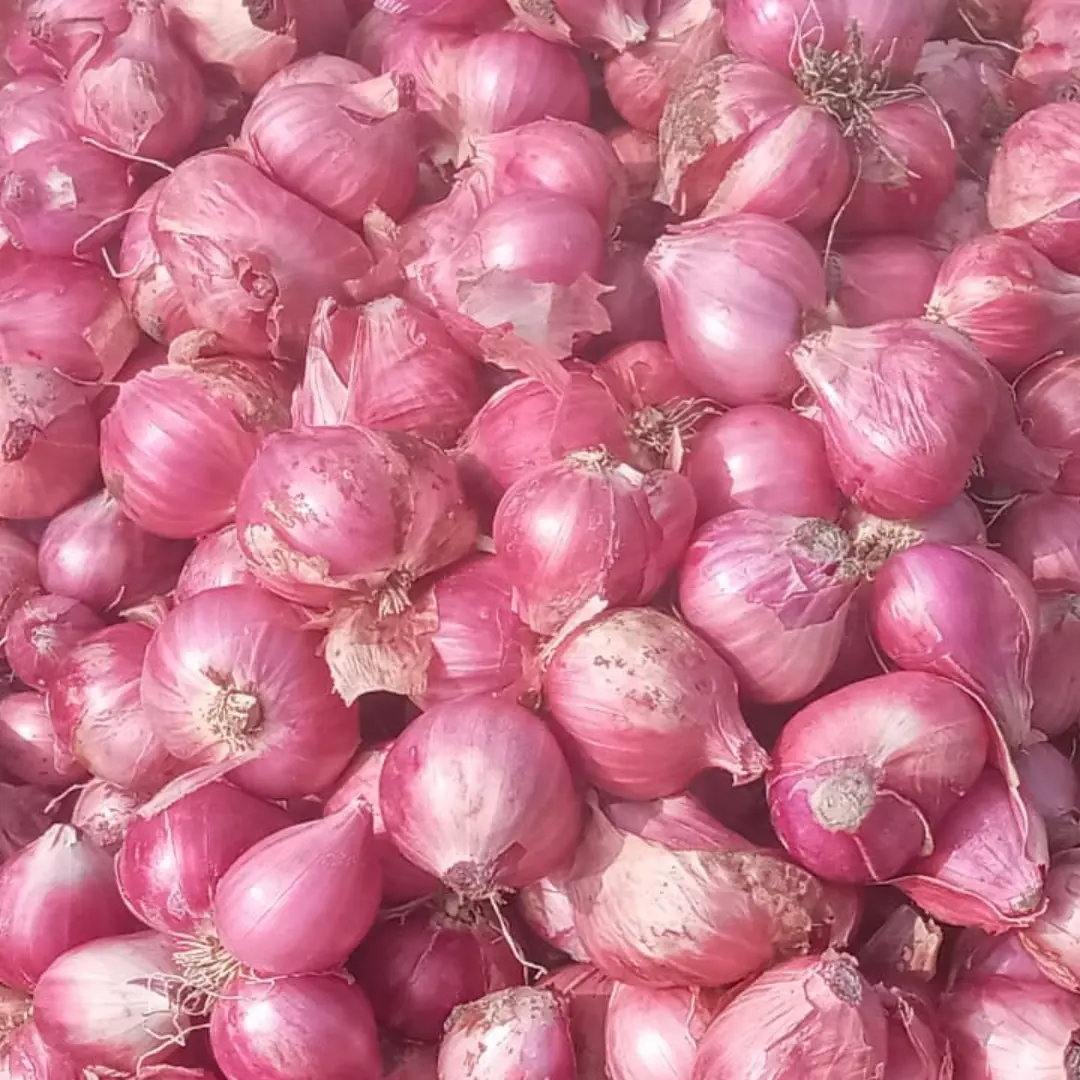 1 (4) Shallots Variety of Onion