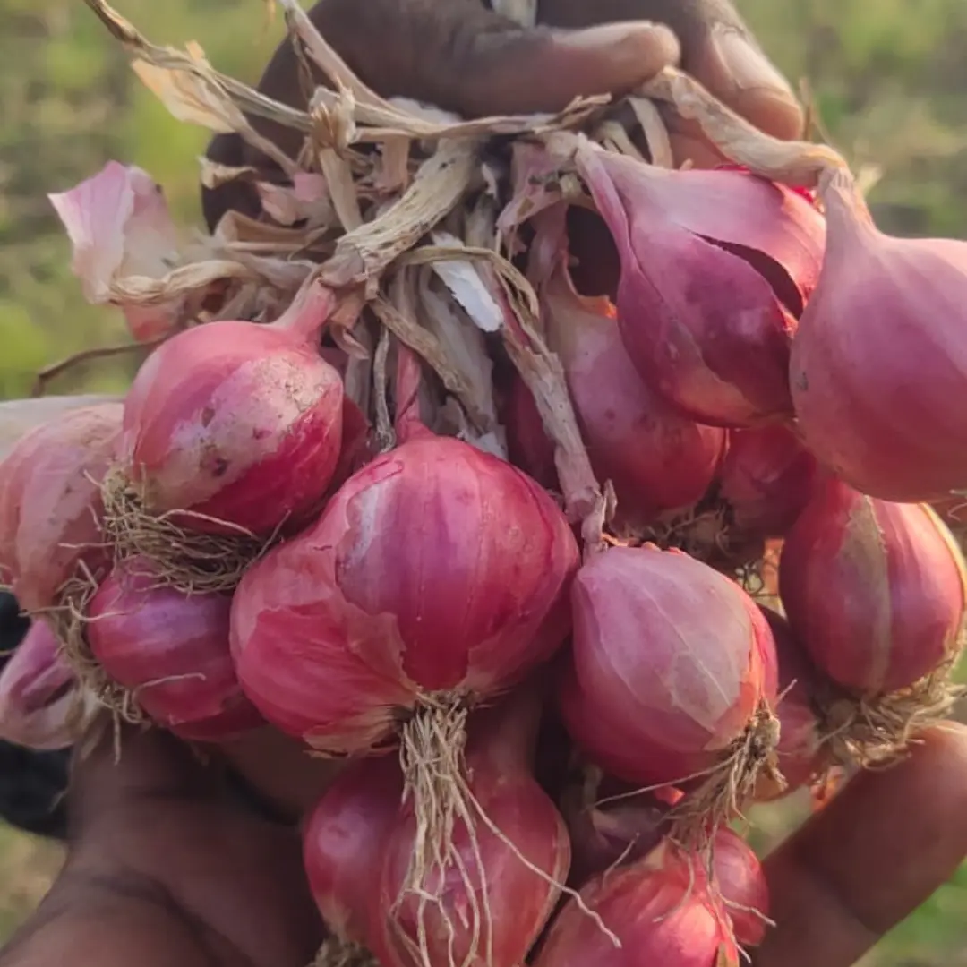 2 (4) Shallots Variety of Onion